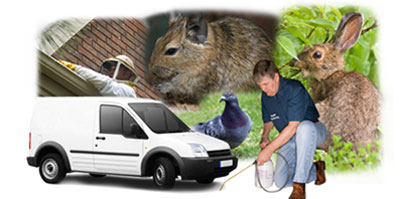 Borehamwood local van